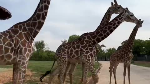 Giraffe in motion