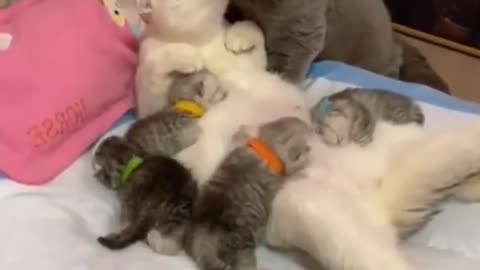 FUNNY CAT VIDEOS GUARANTEED TO PUT A SMILE ON FACE!!!