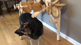 Automatic Dog Petter