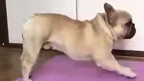 Hot Motivation Yoga Stretches (Pug Dog) Up Dog & Downward Dog Poses