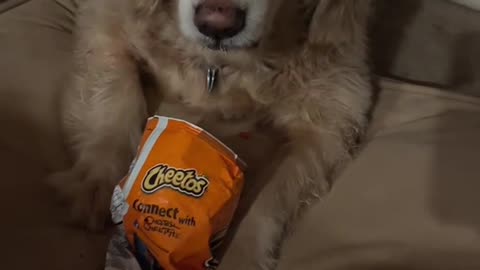 Hot cheetos has turned loveable pet into Cujo 🤣