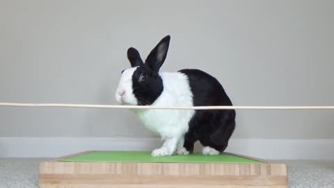 Rabbit eating carrot ASMR