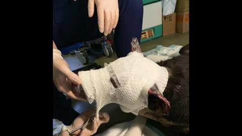 Hero dog is now in recovery mode from severe burns after saving terminally ill people