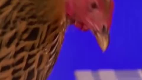 he chicken plays the piano, wonderful videos