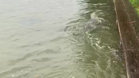 Playful Dolphin Splashes with Frenchies