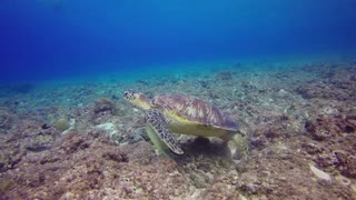 tortuga en vida salvaje una maravilla en todo el sentido de la palabra