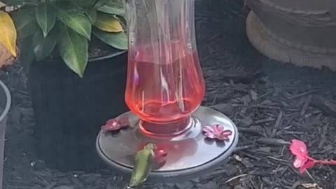 Hummingbird Seneca
