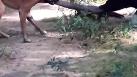 Dog fight with a monitor lizard
