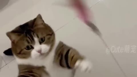 Fanny cat video