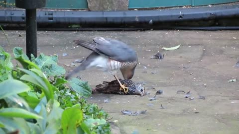 Sparrowhawk plucking live Starling pt2