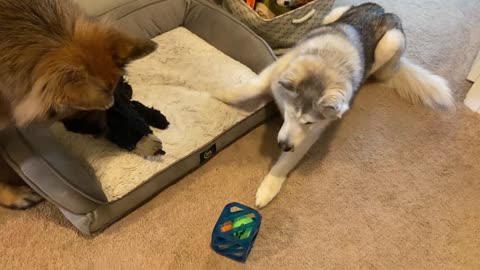 Stubborn Husky vs Puzzle Toy funny clip