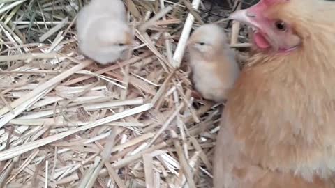 "Mommy hen" has her two new chicks, Homer, Alaska July 30, 2022