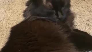 Fat cat cleaning herself
