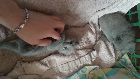 Playing with little two week old British kittens