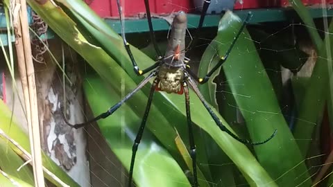 13.5.2024 Random Kuranda - Golden Orb Weaving Spider