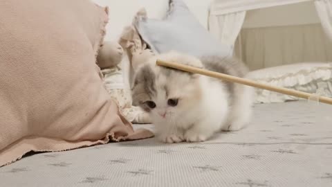 Cute Little Kitten (short leg cat)