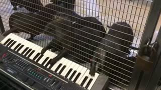 Otters and an orangutan get musical
