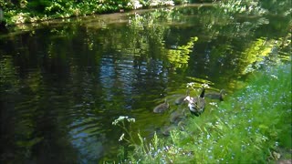 Goose Family Swimming in Single File