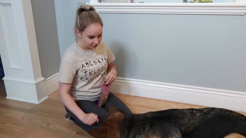 Learn How To Teach Your Dog Some Tricks