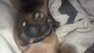 Light brown dog sleeps in between blankets with paw out