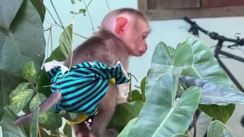 Puppy & Monkey Adventures Cute Animal Friends Playing Together