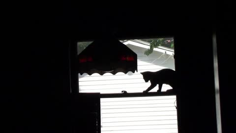Kitten In The Window Panicking