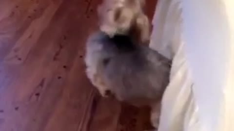Music tan dog scratching butt against white sheets