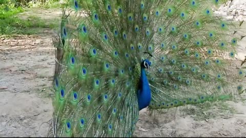 How a Peacock creates sound in open feathers to attract female peacock | Peacock dance - sound