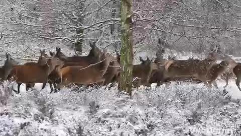 Running herd of deer