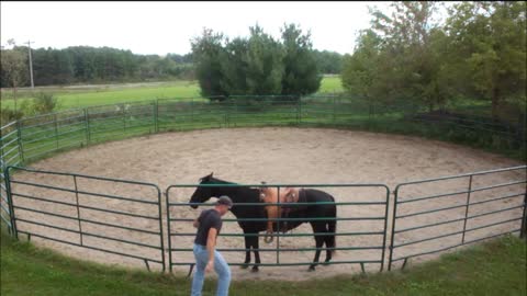 Riding horse in round pen, bridleless