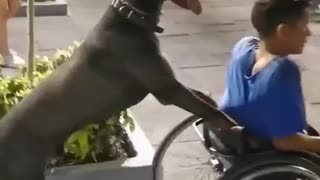 dog helping disabled person