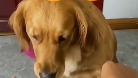 Dog punny video and cat punny video