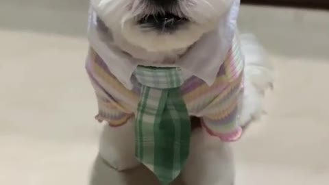 Funny puppy choosing cloth