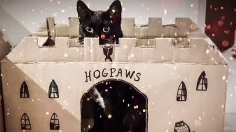 Bored Quarantined Owners Have Started Building Cardboard Castles For Cats
