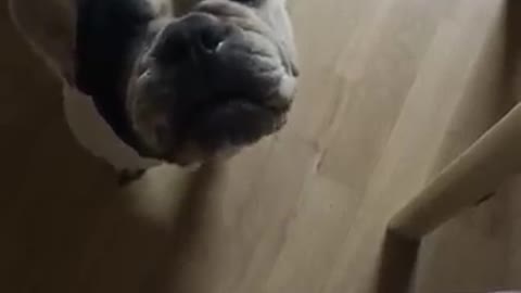 French Bulldog Pleading for Help