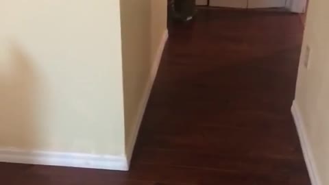 Cat plays fetch with owner