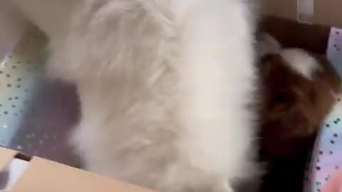 Animal video dog 🐶 bahut hi sandar