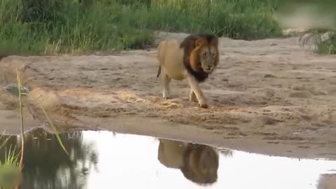 Lion's Failed Hunt Is Prevented By Hippo - Great Battle Of Lion Attack Hippo-1