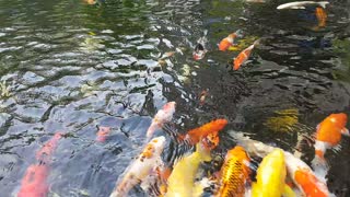 Large Aquarium with goldfish playing