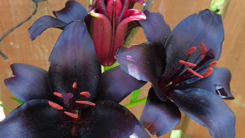 Black lily