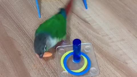 slide parrot