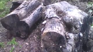 Filmando 2 grandes troncos de árvores cortados perto da floresta [Nature & Animals]