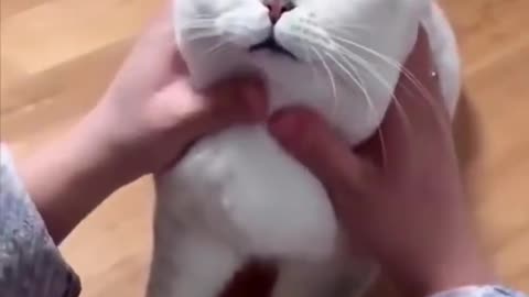 Cute cat funny clip