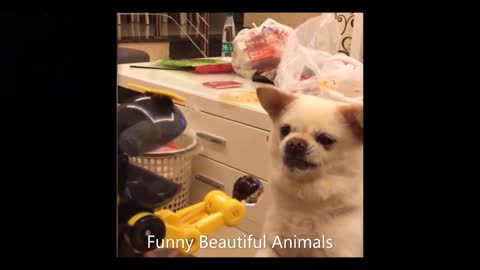 2021's Cutest and Funniest Cats and Dogs Video