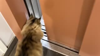 Returning Cat to the 11th Floor