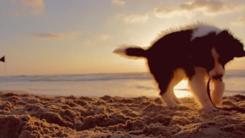 Cute dogs playing on beach 💙 and training dog 🐕