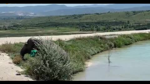 Elephant taking a bath