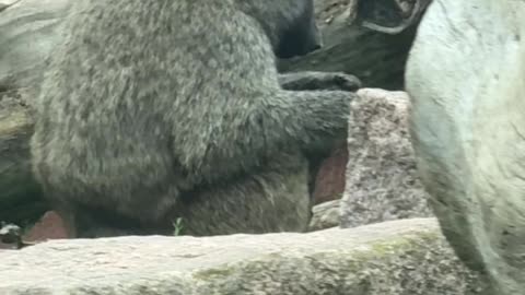 Toronto zoo baboons