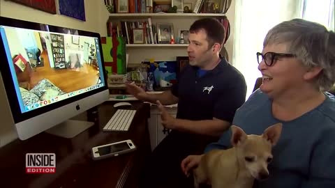 dogs tested to see whether they’defend owner during home invasion