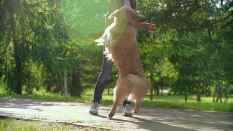 A dog playing with his boss.